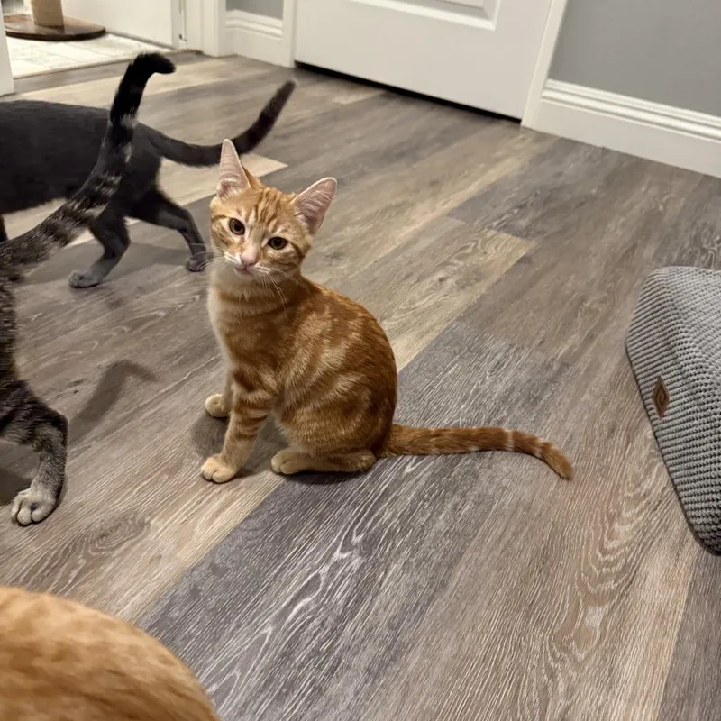 Cinnamon thumbnail 3