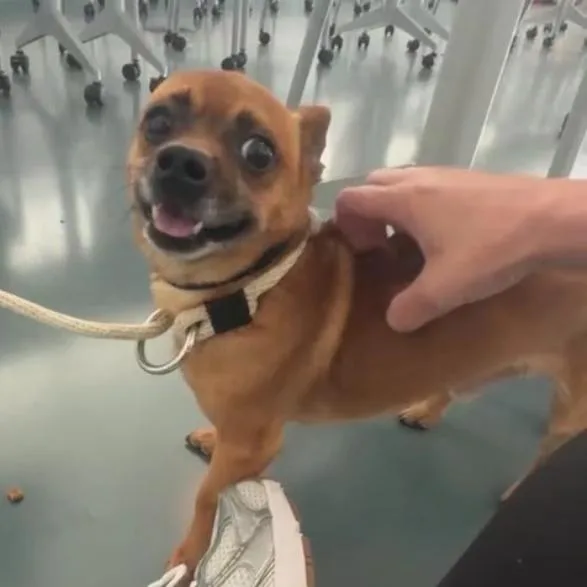 An adult small-sized male Yellow / Tan / Blond / Fawn Chihuahua dog named Chunky Monkey for adoption in Jersey City, NJ