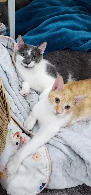 A young medium-sized male Domestic Short Hair cat named Brady & Quinn  for adoption in MANASSAS, VA