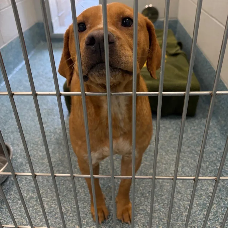 An adult medium-sized male Brown / Chocolate Mixed Breed dog named Orange for adoption in Greensboro, NC