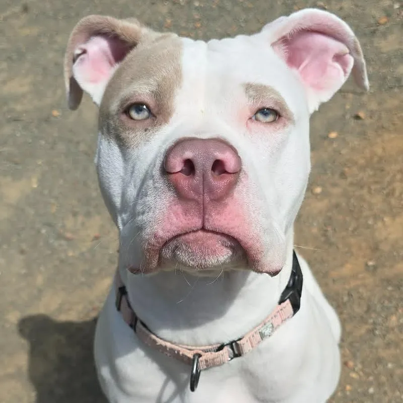 A young large-sized female White / Cream Pit Bull Terrier dog named Sloane for adoption in Orange, VA
