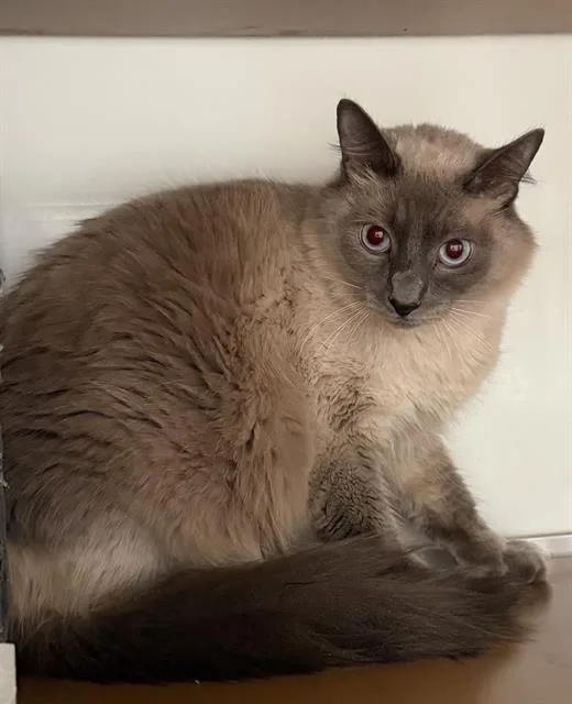 A young large-sized male Domestic Long Hair cat named Beaux for adoption in San Francisco, CA