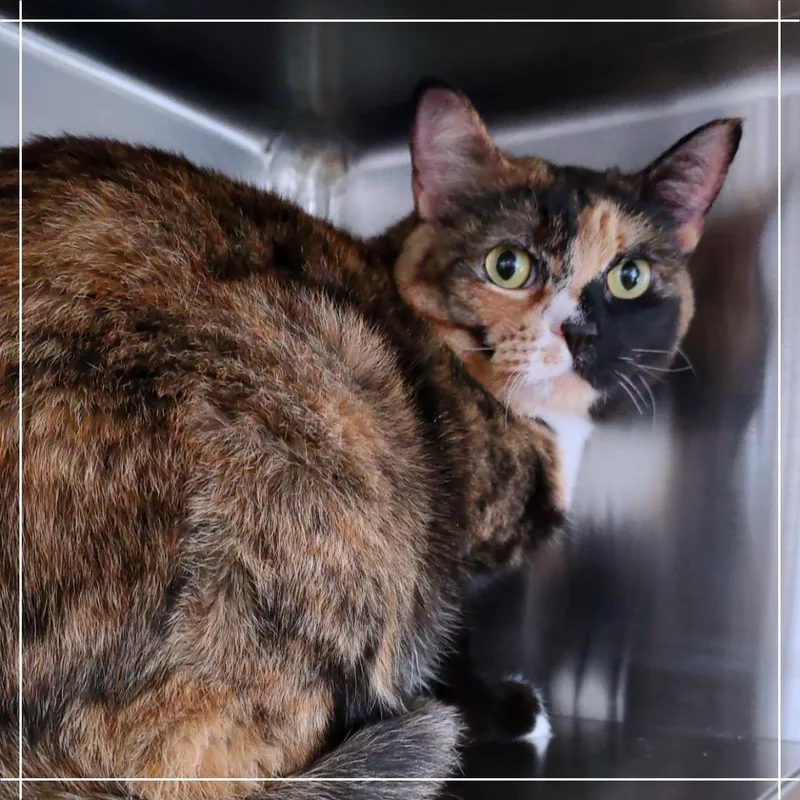 An adult large-sized female Tortoiseshell Domestic Short Hair cat named Aura for adoption in Manhattan, KS