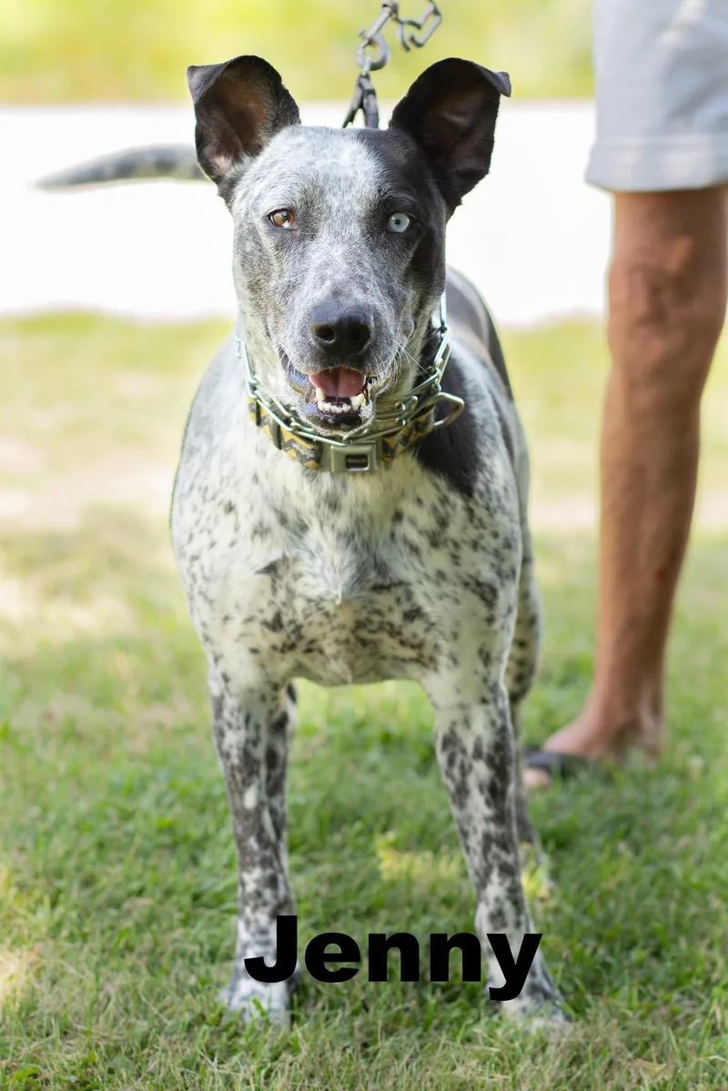 An adult medium-sized female Black Mixed Breed dog named Jenny for adoption in Macomb, IL