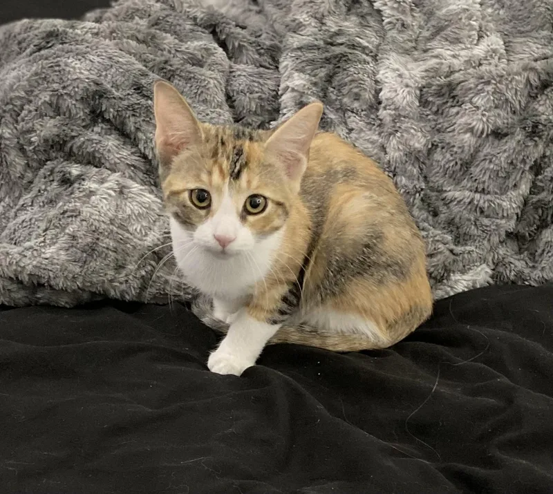 A young small-sized female Calico Domestic Short Hair cat named Palma for adoption in Litchfield Park, AZ