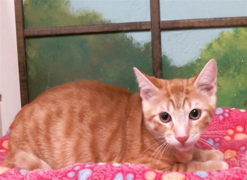 A baby small-sized male Domestic Short Hair cat named Koda for adoption in Houston, TX