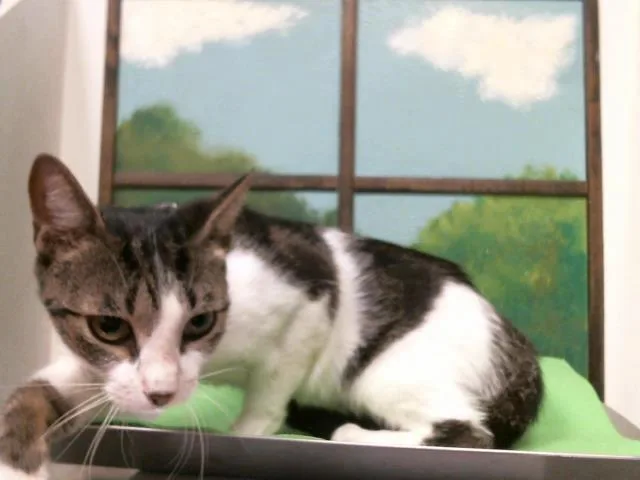 A young medium-sized female Domestic Short Hair cat named Amber for adoption in Houston, TX