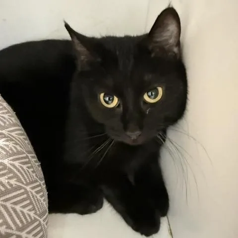 An adult medium-sized female Black Domestic Short Hair cat named Cinder for adoption in Medina, OH