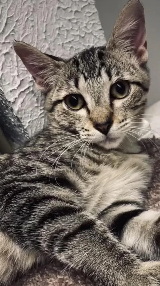A young medium-sized male Domestic Short Hair cat named Gus for adoption in Commerce City, CO