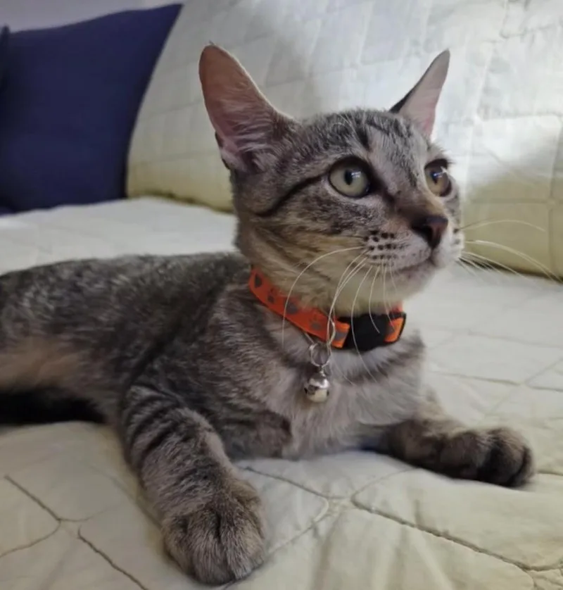 Gus thumbnail 3