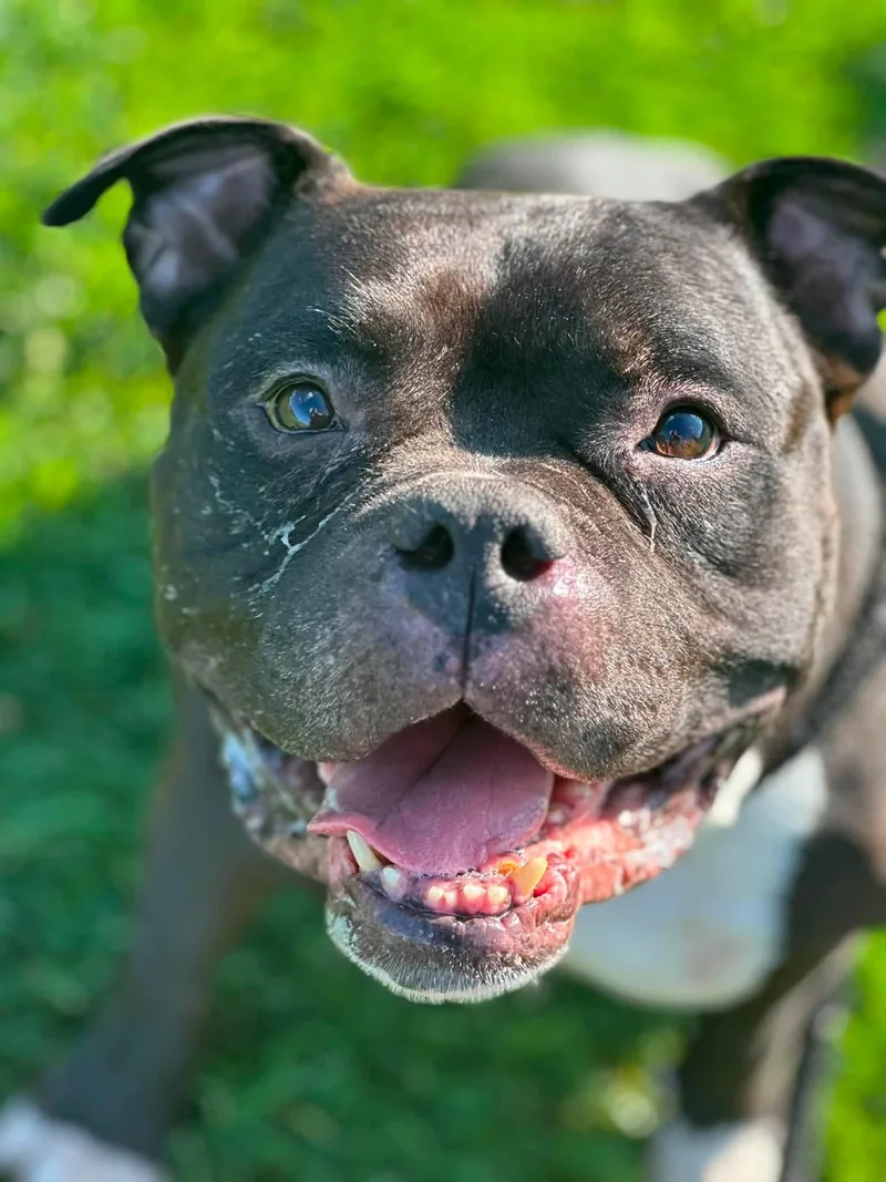 An adult large-sized male Bulldog dog named Triton for adoption in North Syracuse, NY