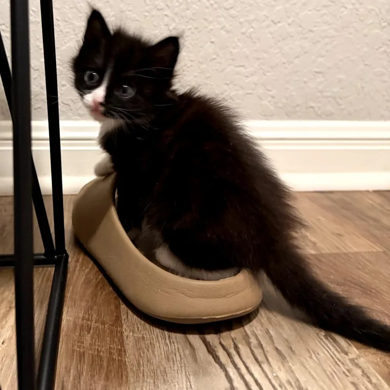 A baby small-sized male Black Domestic Medium Hair cat named Wembly for adoption in San Antonio, TX