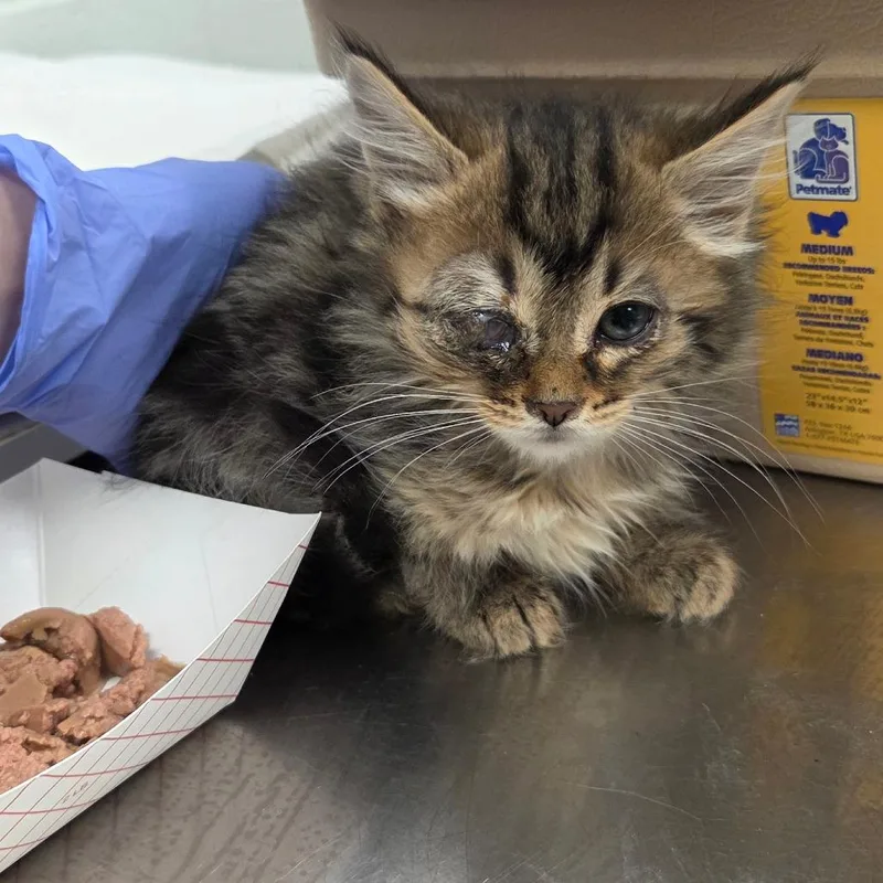 A baby small-sized female Black Domestic Short Hair cat named Toaster for adoption in Chattanooga, TN