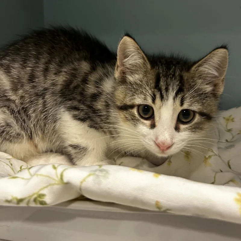 A baby small-sized male Gray / Blue / Silver Domestic Short Hair cat named Shine for adoption in Chattanooga, TN