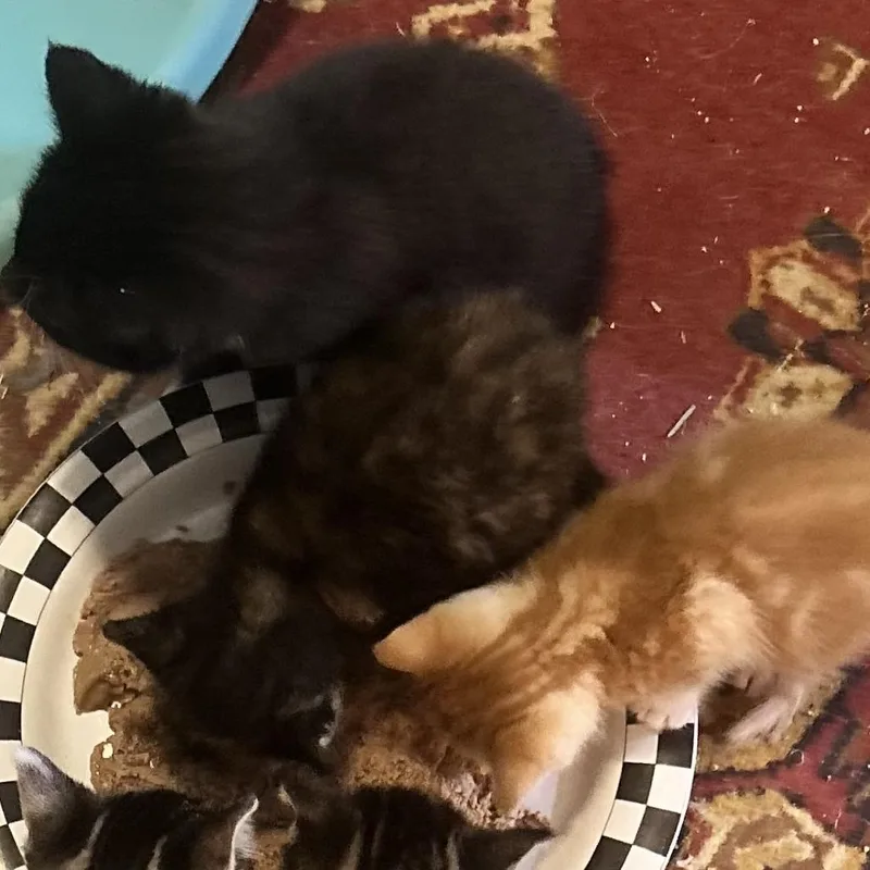 A baby small-sized female Tortoiseshell Domestic Short Hair cat named Paint for adoption in Mount Juliet, TN