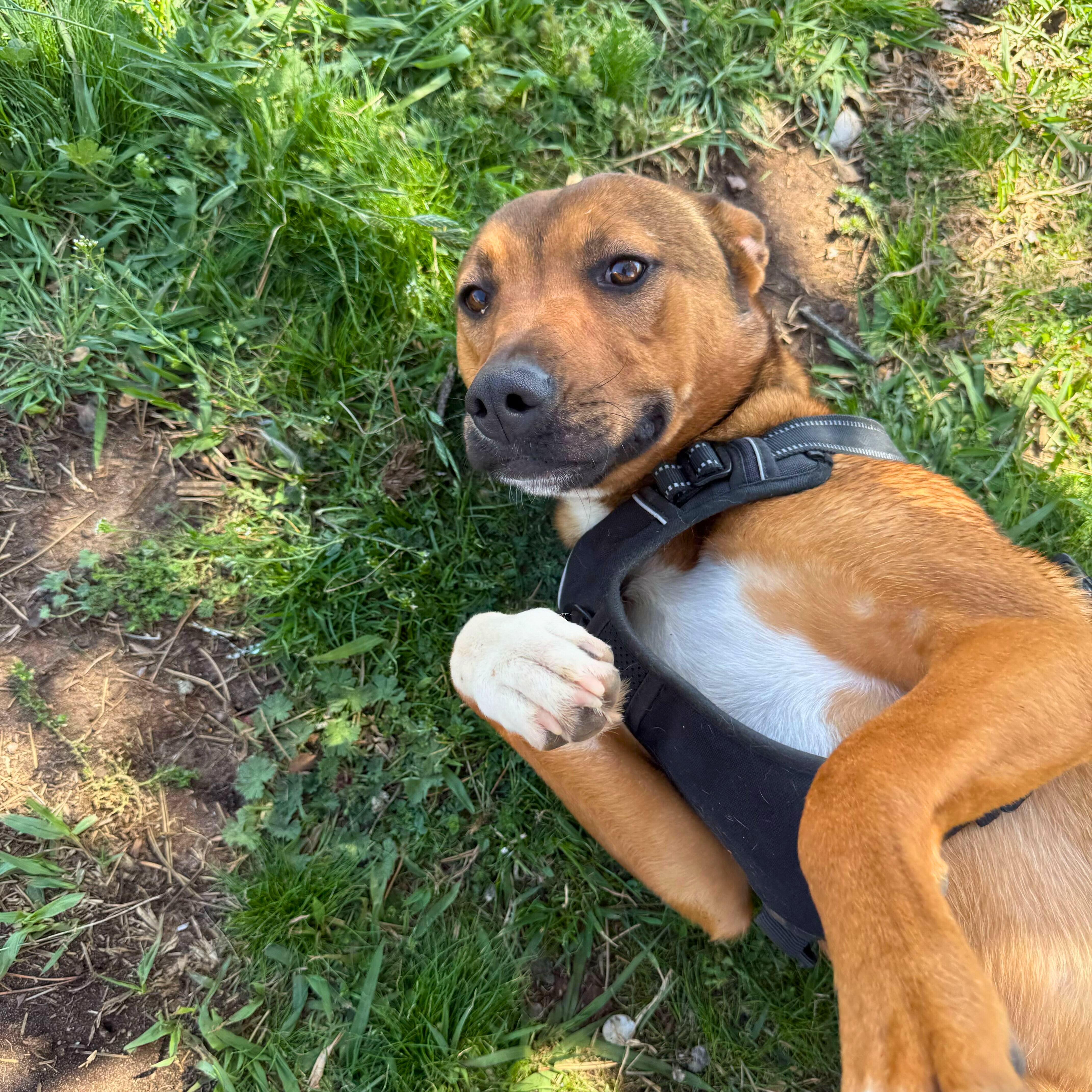 Bailey Katie thumbnail 3