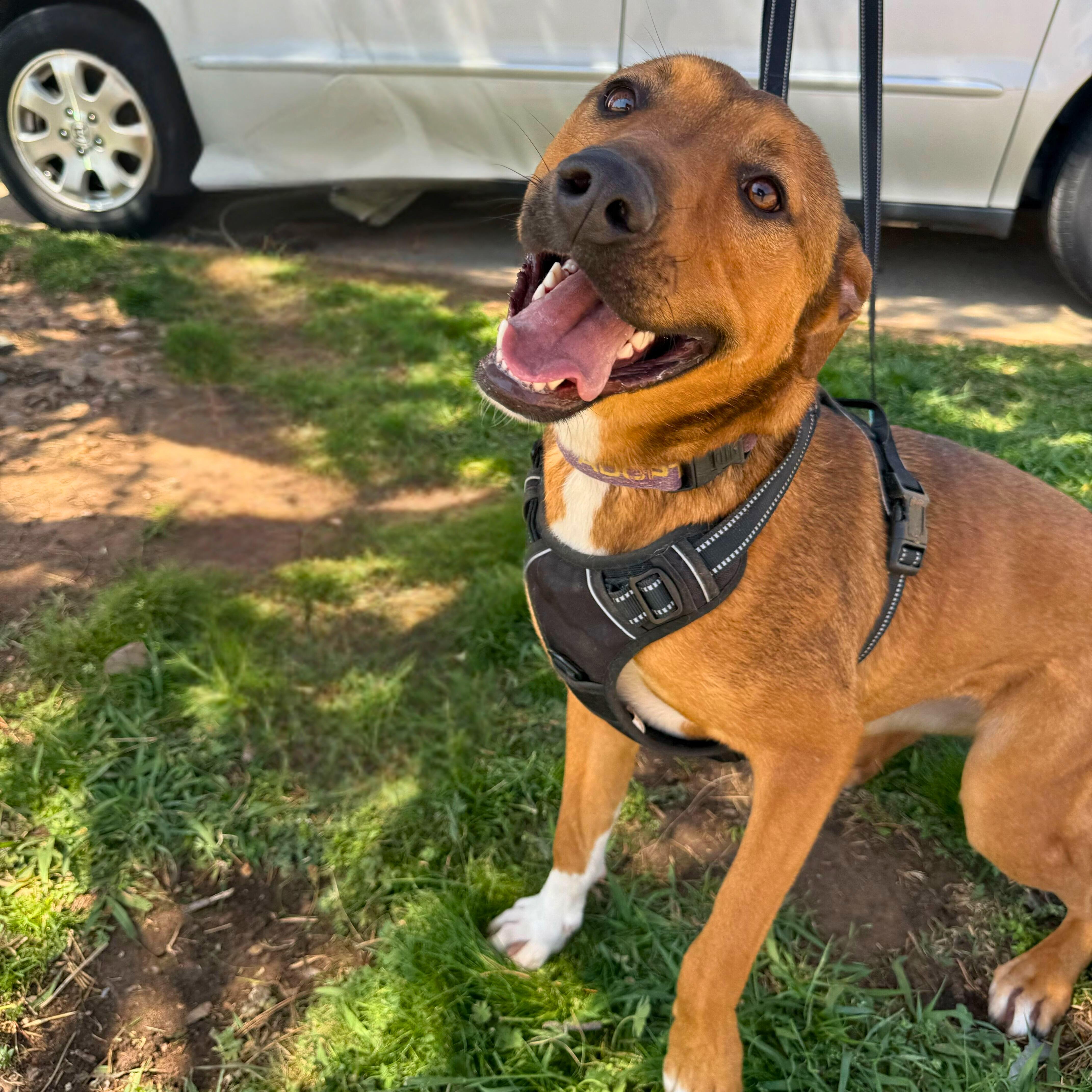 Bailey Katie thumbnail 4