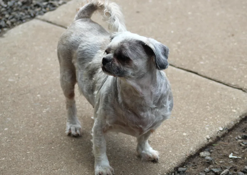 An adult small-sized female Shih Tzu dog named Rosie for adoption in Marion, NC