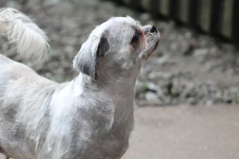 Rosie thumbnail 6