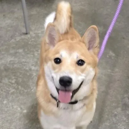 A young medium-sized female Shiba Inu dog named Sora for adoption in Philadelphia, PA