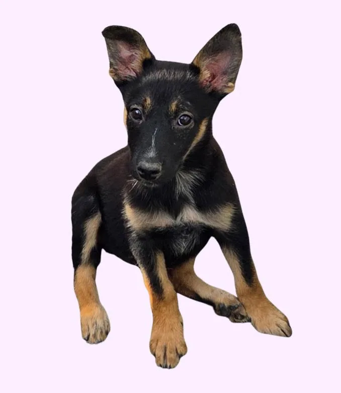 Freya