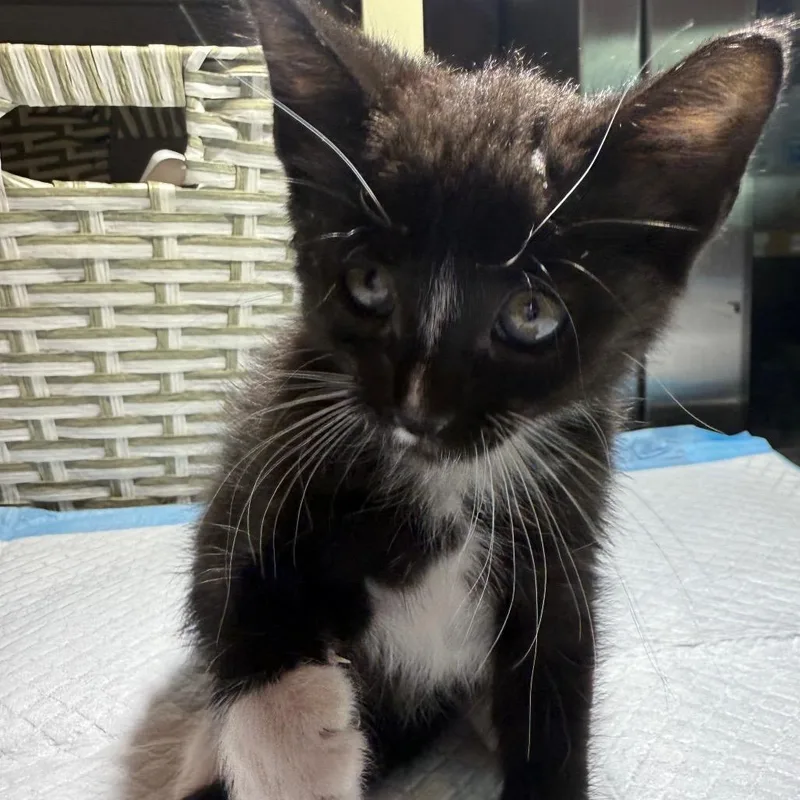 A baby small-sized female Black Domestic Short Hair cat named Moo Moo for adoption in San Antonio, TX