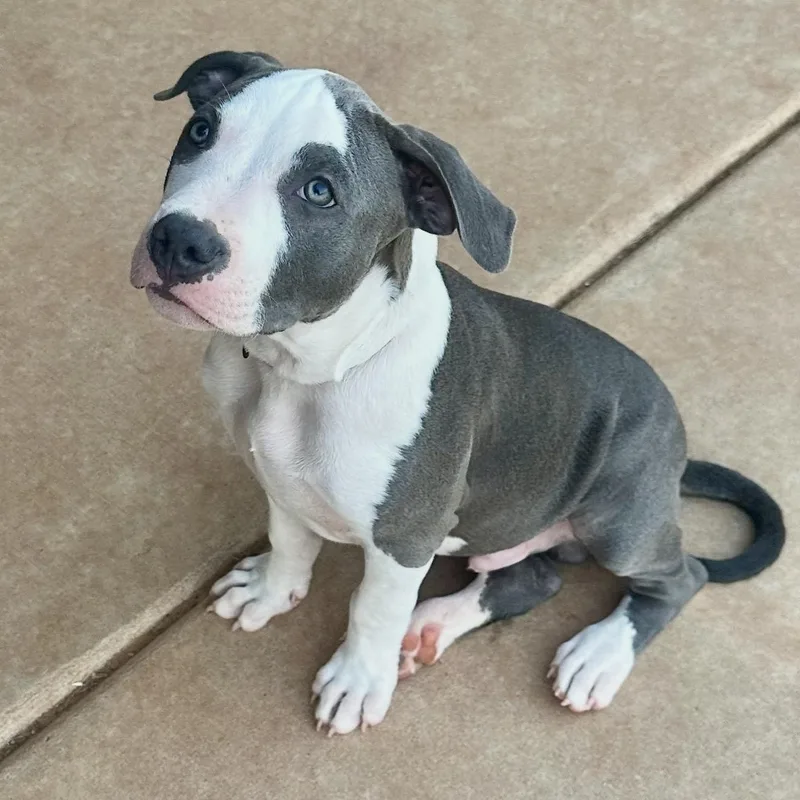A baby large-sized male Gray / Blue / Silver Pit Bull Terrier dog named Oak for adoption in Pelham, NH
