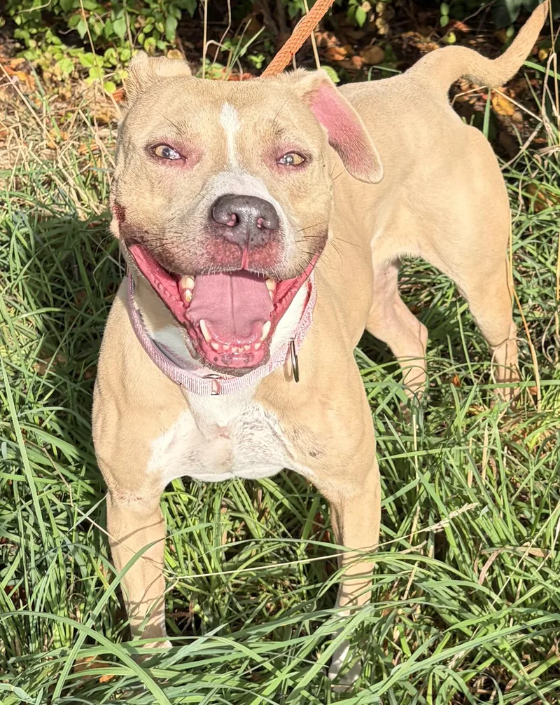A young medium-sized female Yellow / Tan / Blond / Fawn Mixed Breed dog named Pickles for adoption in McKeesport, PA