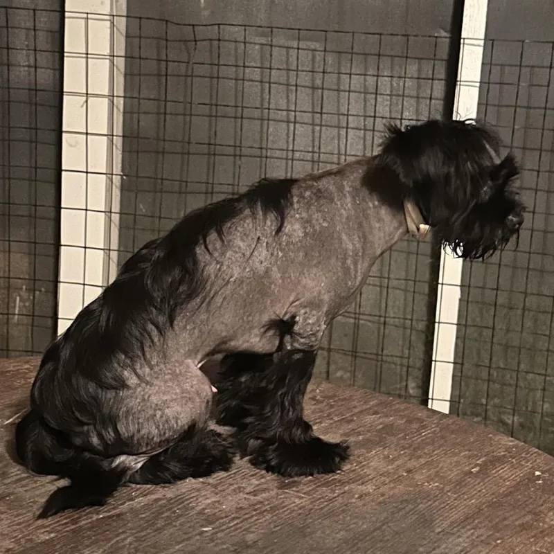 A young small-sized male Black Chinese Crested Dog dog named Jack for adoption in Baton Rouge, LA