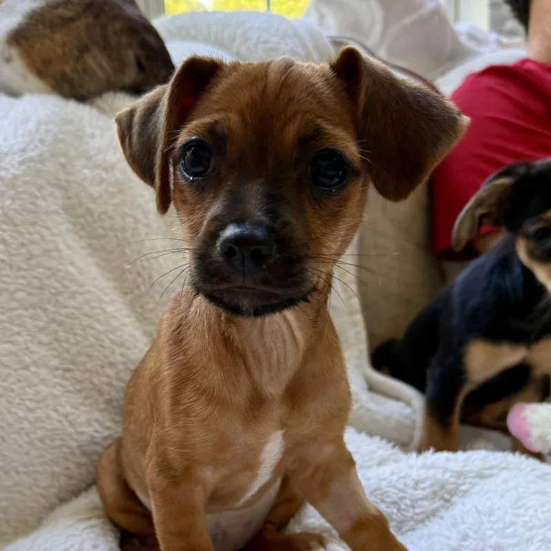 A baby small-sized female Chihuahua dog named Dixie for adoption in Fayetteville, GA
