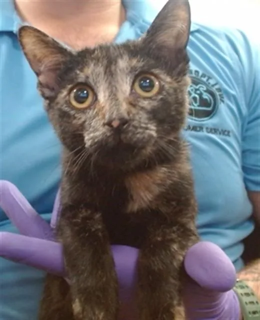 A baby small-sized female Domestic Short Hair cat named Paige for adoption in Miami, FL
