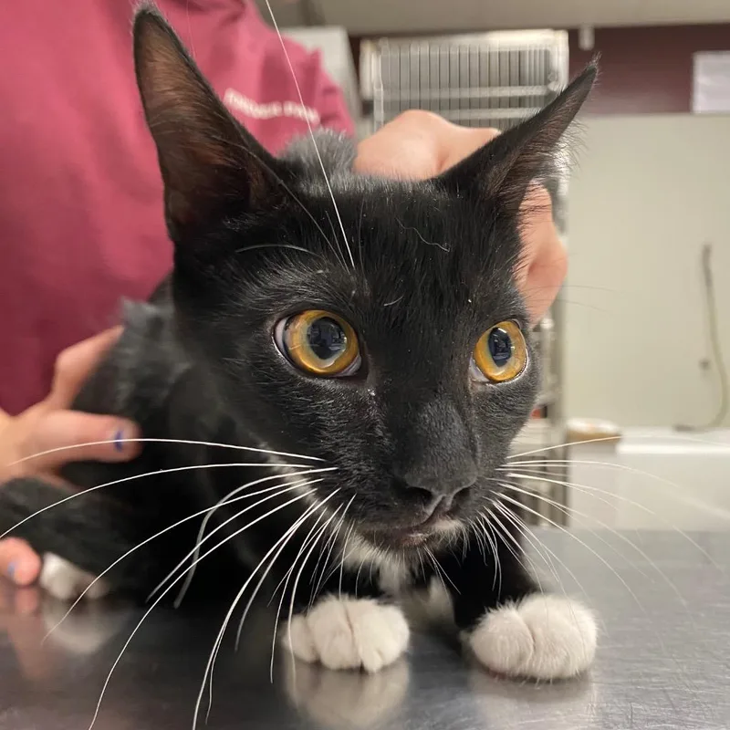 A baby medium-sized female Domestic Short Hair cat named Eleanor for adoption in Fall River, MA