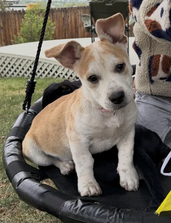 A young medium-sized female Yellow / Tan / Blond / Fawn Australian Cattle Dog / Blue Heeler dog named Honey for adoption in Commerce City, CO
