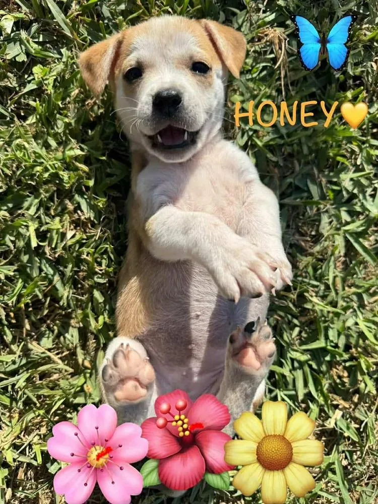 Honey thumbnail 3