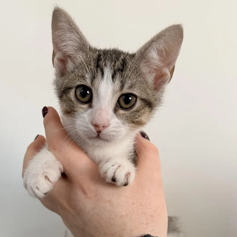 A baby medium-sized female Tabby (Brown / Chocolate) Tabby cat named Plum for adoption in Henderson, NV