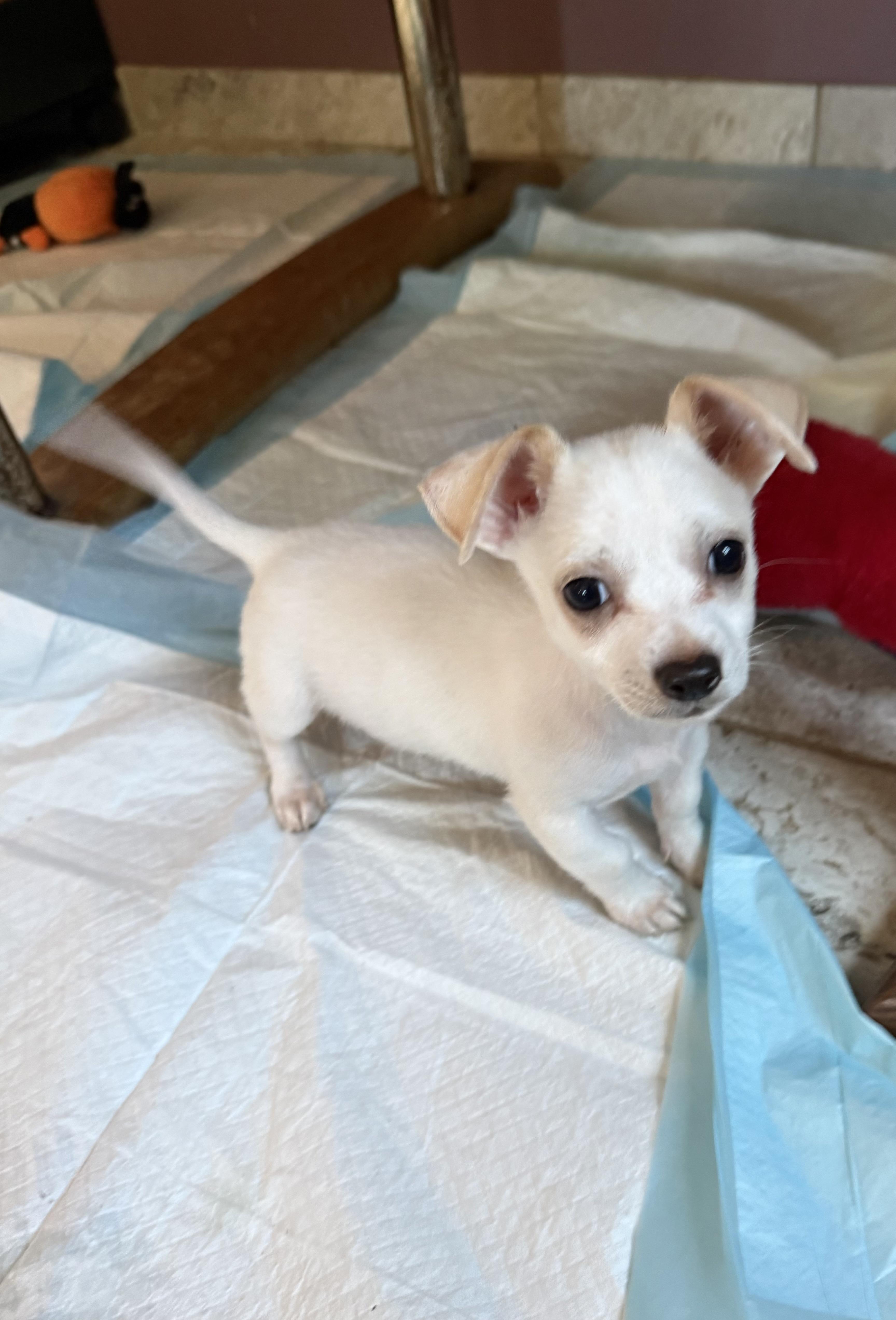 A baby small-sized male White / Cream Chihuahua dog named Gooseberry for adoption in Kentwood, MI