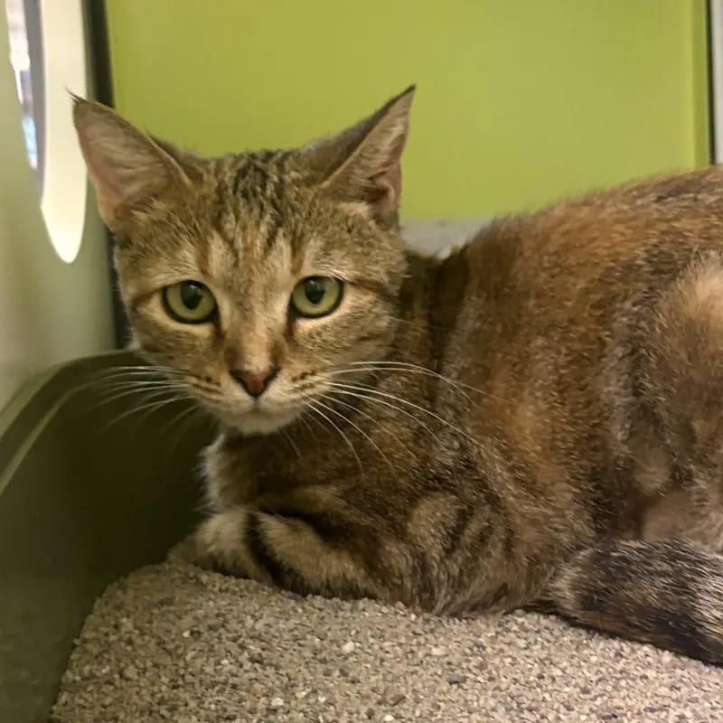 An adult medium-sized female Domestic Short Hair cat named Cinnamon for adoption in Temecula, CA