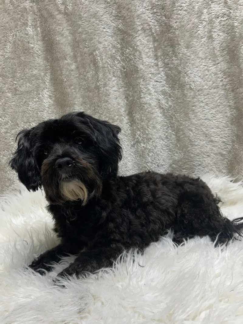 Phoebe thumbnail 2