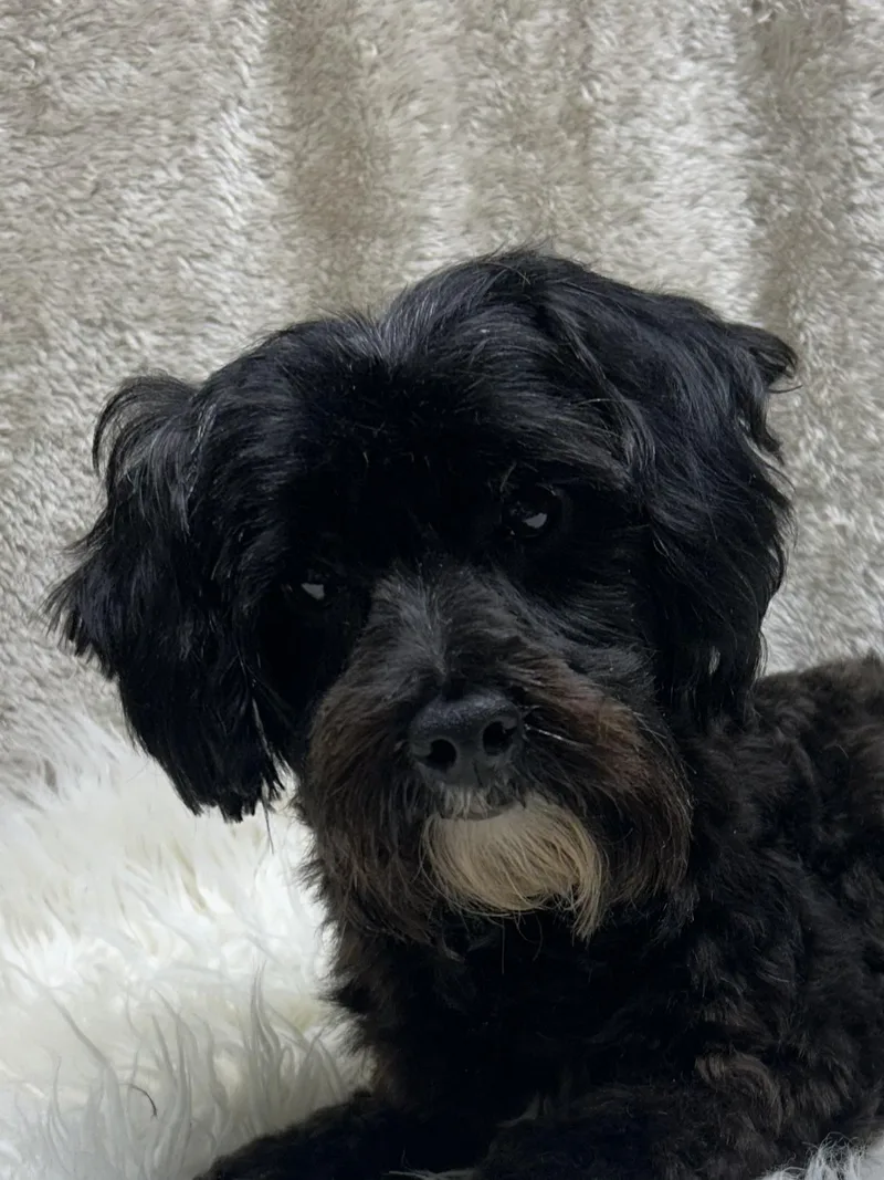 Phoebe thumbnail 4