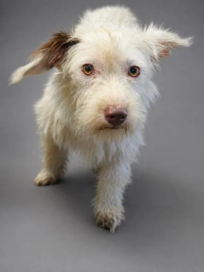 An adult small-sized female Terrier dog named Lady Bonded w Lainey for adoption in Bowling Green, KY