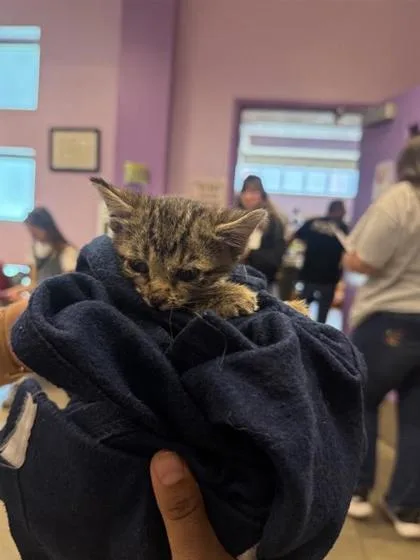 A baby small-sized male Gray / Blue / Silver Domestic Short Hair cat named 61044640 for adoption in El Paso, TX