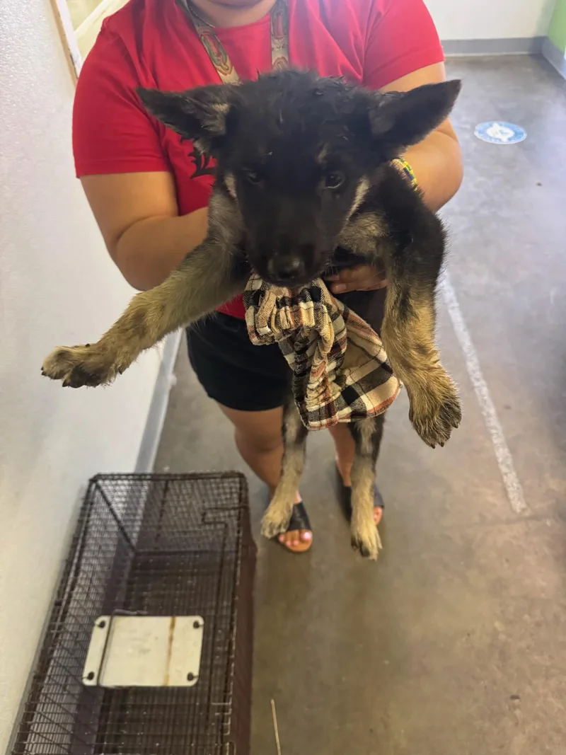 A baby small-sized female German Shepherd Dog dog named Norman for adoption in Los Angeles, CA