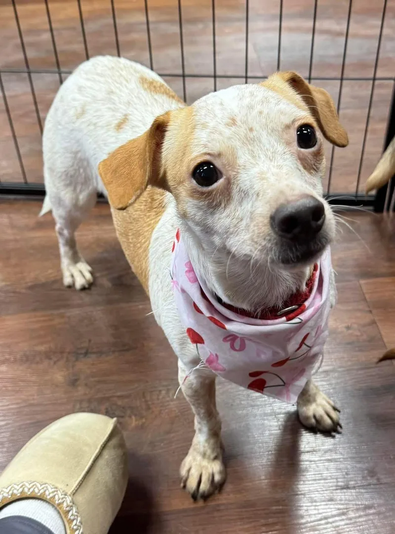 An adult small-sized female White / Cream Chihuahua dog named Augusta Georgia Peach for adoption in warrenville, SC