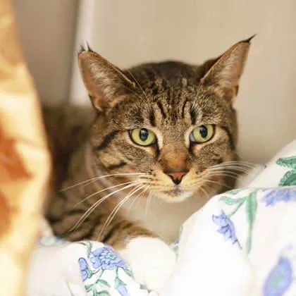 An adult small-sized female Gray / Blue / Silver Domestic Short Hair cat named Sheila for adoption in Atlanta, GA