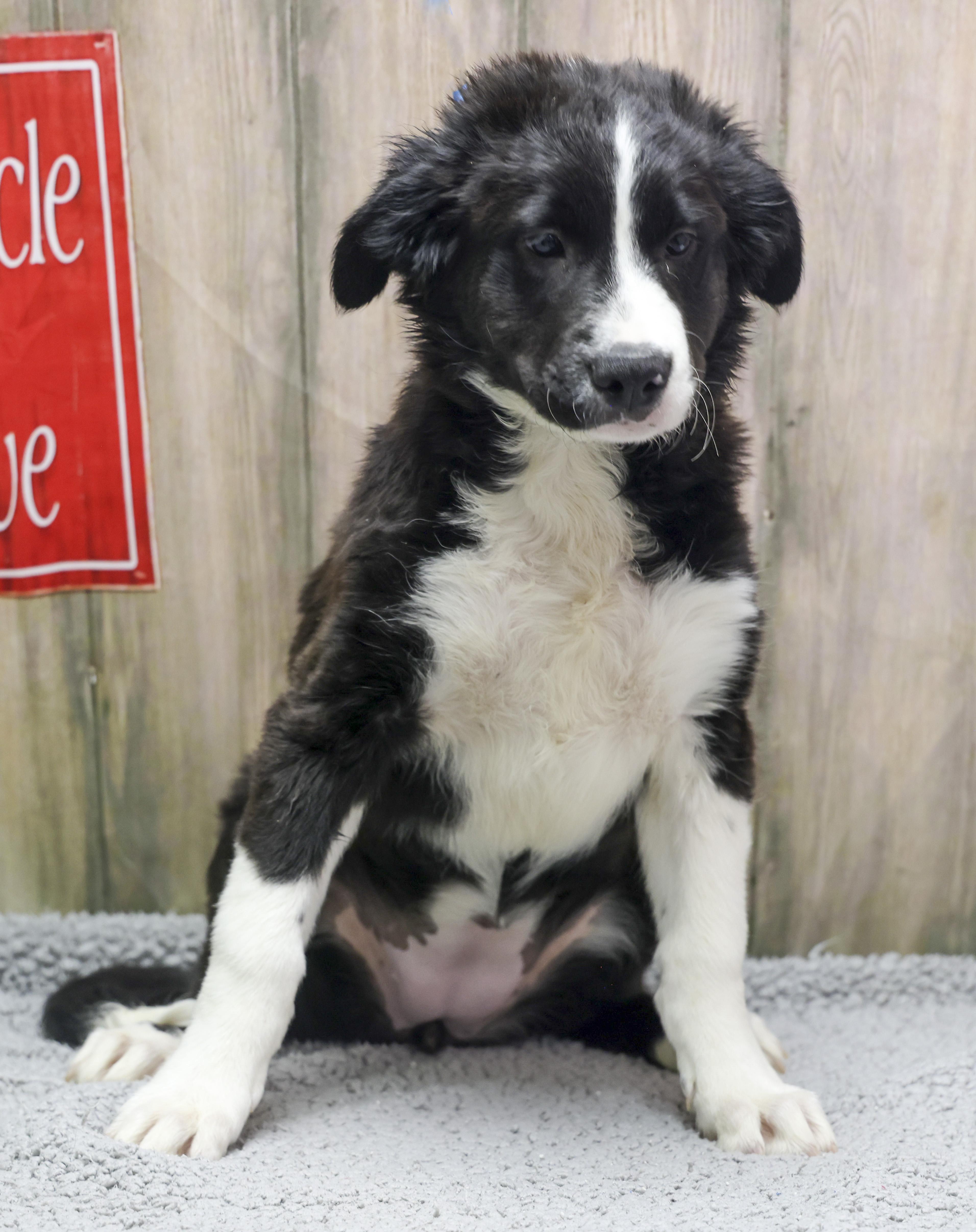 A young medium-sized female White / Cream Hound dog named Serena for adoption in Casa Grande, AZ