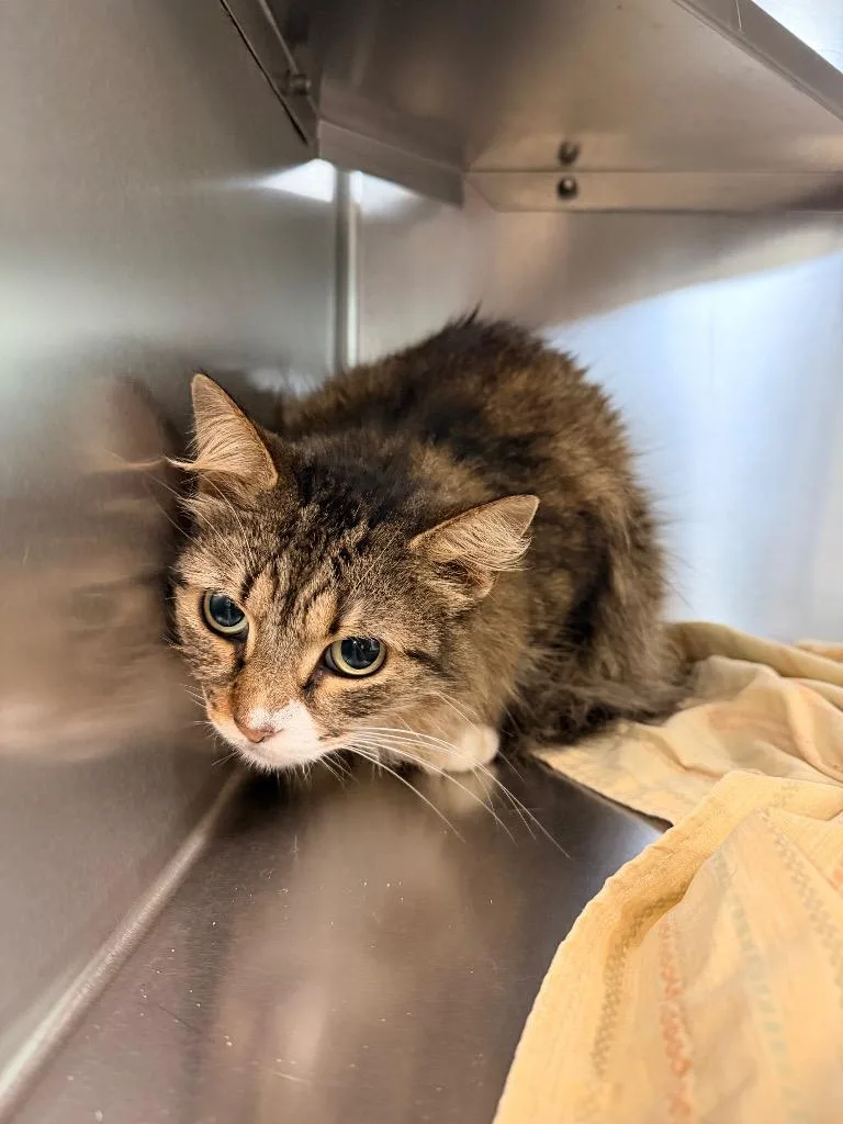 A senior medium-sized female Domestic Medium Hair cat named Squirrel for adoption in Mineral, VA