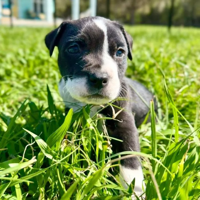 A baby small-sized male Black Mixed Breed dog named Curl for adoption in Gainesville, FL