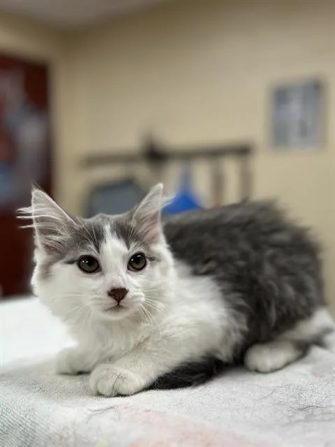 Milana