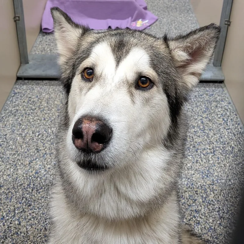 An adult large-sized male Gray / Blue / Silver Alaskan Malamute dog named Mackenzie for adoption in Fairport, NY