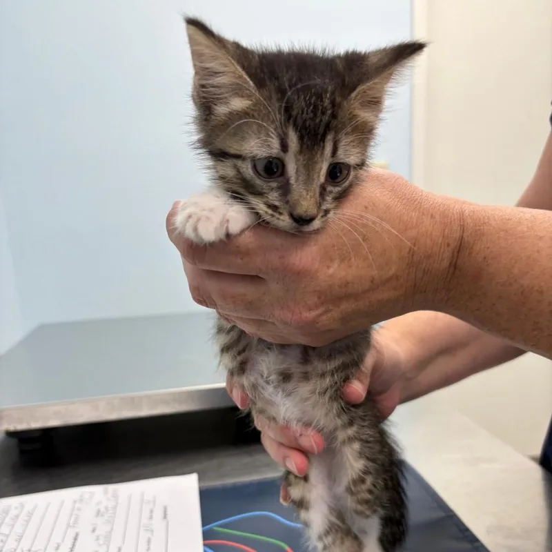 A baby small-sized female Brown / Chocolate Domestic Short Hair cat named Cannolli for adoption in Fort Smith, AR